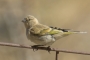 Syrian Serin - young