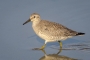 Red Knot - young