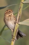 Reed Bunting - front view