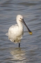 (Eurasian) Spoonbill - front view