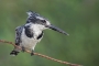Pied Kingfisher - female