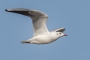 Black-headed Gull - winter plumage, in flight