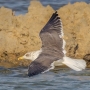 Lesser Black-backed Gull - from above
