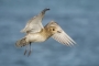 (European) Golden Plover - winter plumage, in flight