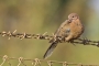 Laughing Dove - young