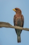 Broad-billed Roller - front view