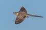 Great Spotted Cuckoo - in flight