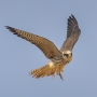 Red-footed Falcon - young in flight 