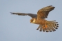 Red-footed Falcon - female in flight 