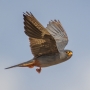 Red-footed Falcon - male, 2nd year in flight