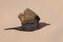 Tristram's Starling - female in flight