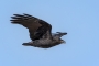 Fan-tailed Raven - in flight