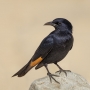 Tristram's Starling - male