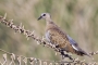 (European) Turtle Dove - young