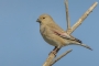 Desert Finch - female