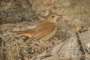 (Common) Nightingale