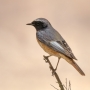 (Ehrenberg’s) Redstart - male