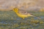 Citrine Wagtail - young male
