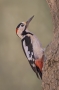 Syrian Woodpecker - male