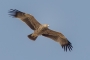 (Eastern) Imperial Eagle - young in flight