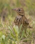 Tree Pipit - front view