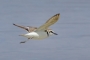 Kentish Plover - male in flight