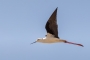 Black-winged Stilt - in flight