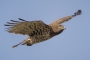 Short-toed Eagle - in flight