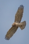 Short-toed Eagle - from underneath
