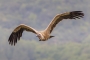 Griffon Vulture - in flight