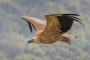 Griffon Vulture - young in flight