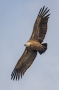 Griffon Vulture - from underneath