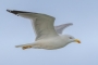 Yellow-legged Gull - in flight