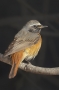 (Common) Redstart - male, back view