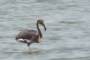 (Greater) Flamingo - young (melanistic)