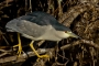 (Black-crowned) Night Heron 