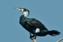 Great Cormorant - courtship plumage