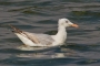 Slender-billed Gull - 1st winter
