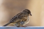 House Sparrow - young