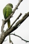 Rose-ringed Parakeet - male
