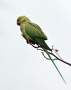 Rose-ringed Parakeet - female