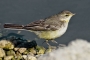 (Western) Yellow Wagtail - young 