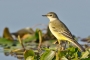 (Western) Yellow Wagtail - young