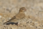 Trumpeter Finch - young