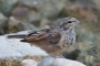 Striolated Bunting - young