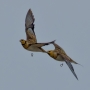 Pin-tailed Sandgrouse - in flight