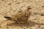 Pin-tailed Sandgrouse - young