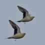 Spotted Sandgrouse - in flight, from underneath