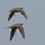 Spotted Sandgrouse - in flight, from the side