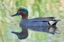 Teal - male
